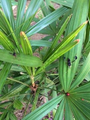 Marcos Antonio dos Santos